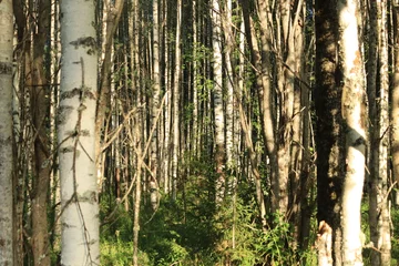 Fotobehang Berkenbos Birch grove on a sunny autumn day  © алексей семиколенных