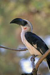 Female Von der Decken's Hornbill Tockus Deckeni Perched on Branch - Wildlife Photography at Badoca Safari Park Portugal © monkeybusiness.pt