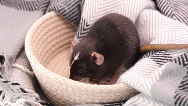 Black rat resting inside a cozy rope bowl placed on a warm patterned blanket at home as it curiously sniffs around during the quiet morning time