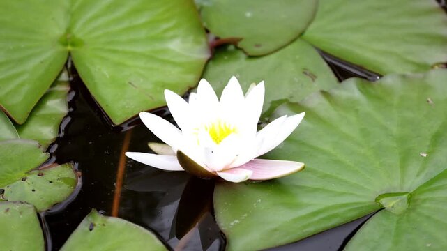 Nymphaea virginalis flowers blooming on the pond in the botanical garden 
