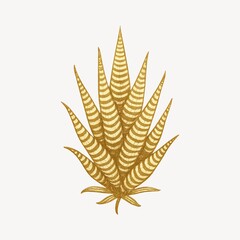 Fototapeta premium Golden striped aloe illustration