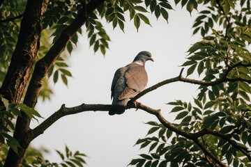 Obraz premium Wood pigeon sits on a tree branch surrounded by green leaves. Bird in natural habitat, light background. Wildlife scene in daytime, peaceful moment.