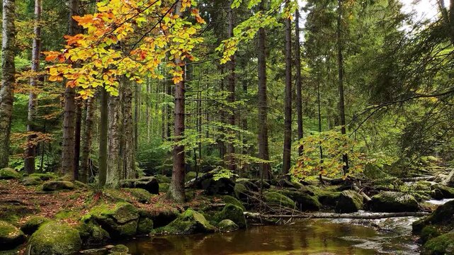 4k seamless loop footage of a calm forest river stream flowing through autumn woods with mossy rocks and natural noise of water under 1 minute.