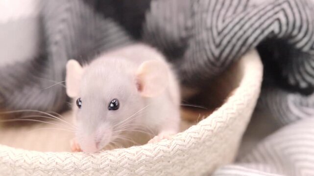 A tiny gray rat relaxes in a cozy basket near a soft blanket, showing its cute face and pink ears while staying warm and safe at home