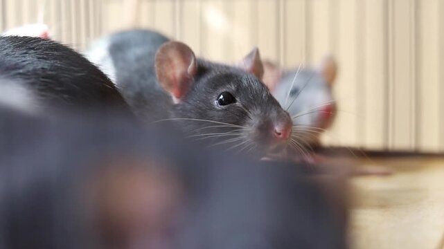 Little domestic rats resting calmly on a wooden surface within their cage during the daylight hours while displaying cute behaviors and movements in a quiet environment inside a home setting