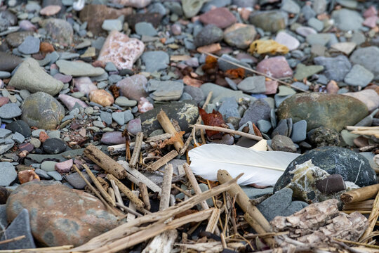 Quebec, Canada, 28 June 2026 : A white feather lies among colorful pebbles, small stones, and driftwood on a natural shoreline.