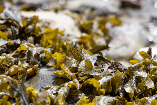 Quebec, Canada, 20 June 2026 : Wet brown and green seaweed covers rocks along a shoreline, glistening under natural light.