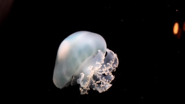 Beautiful Cassiopea or rhizostoma pulmo jellyfish underwater in aquarium