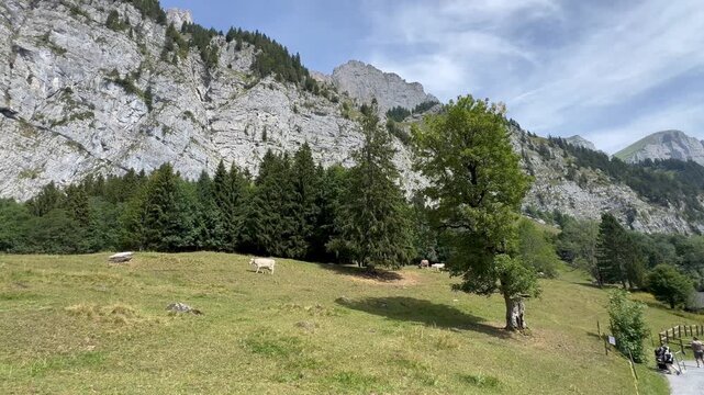 Swiss Alpine Cows in Scenic Walenstadtberg Landscape