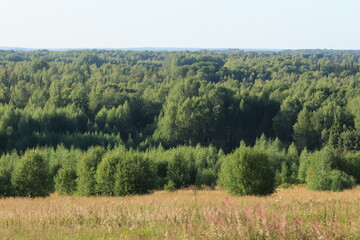 Obraz premium forest in the morning