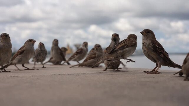 A group of sparrows eating seeds on the promenade