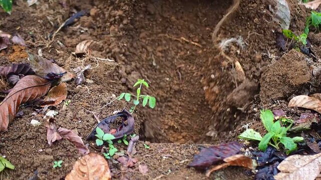 Close-up of a traditional hoe digging a hole in rich brown soil, preparing the ground for planting or gardening.