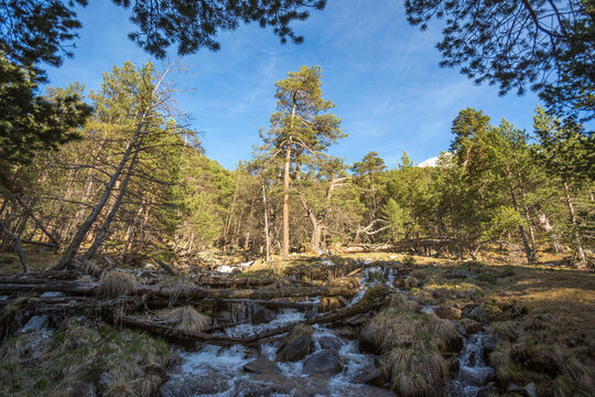 waterfall among the pines on the slope, Caucasus Mountains spring landscape. Karachay-Cherkessia republic, Russia