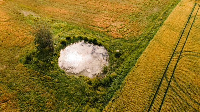 Top-down aerial view of tractor tracks forming lines and patterns across a golden oat field with pond, abstract agricultural landscape from above in late summer. 