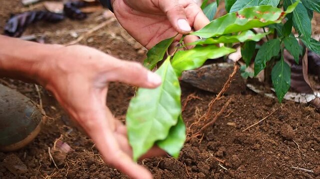 Farmer's hands inspecting young coffee plant leaves in rich soil