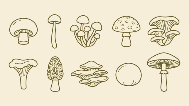 Vintage mushroom line art collection, hand drawn fungi vector icons, set of 10 botanical mushroom illustrations for organic branding