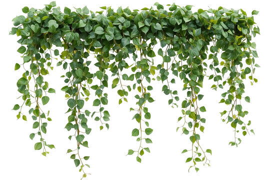 Light green trailing ivy curtain with long hanging vines