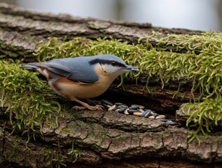 Obraz premium Eurasian nuthatch bird eats sunflower seeds from mossy tree bark. Small bird with blue gray back and orange belly perched on old wood in forest. Wildlife scene in nature.