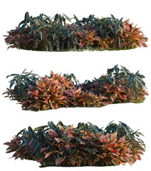 Aglaonema crete, Aglaonema lucky Red and Alocasia x mor tree shrub, plant bush, cutout, isolate transparent background © DH Tree Stock