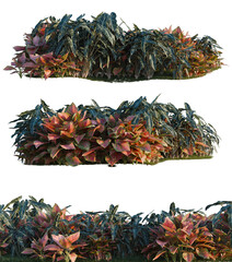 Aglaonema crete, Aglaonema lucky Red and Alocasia x mor tree shrub, plant bush, cutout, isolate transparent background © DH Tree Stock