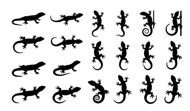 Gecko Lizard Dynamic Silhouette Vector Collection
