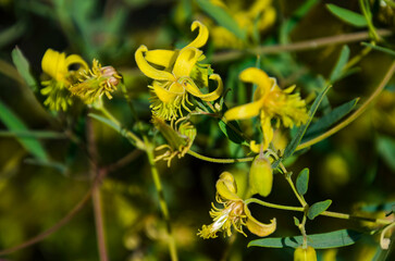 La *Clematis intricata* es una planta trepadora conocida por enmarañarse en las estructuras de soporte, tal como sugiere su nombre © Primi
