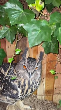 Eagle owl perched near green ivy leaves and wooden wall