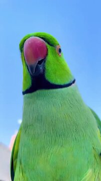 Green parrot with red beak against blue sky