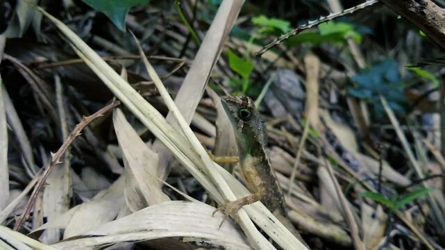 Small chameleon lizard perched on dry bamboo leaves close-up wild reptile nature