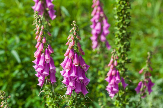 Vorgarten mit Fingerhut Blumen und Pflanzen, Deutschland