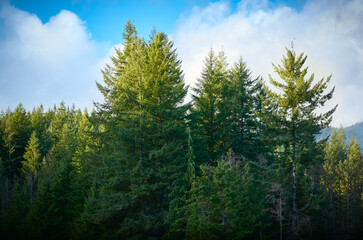 Naklejka premium Tall green evergreen pine and fir trees grow under a blue sky with soft white clouds, Vancouver, Canada.