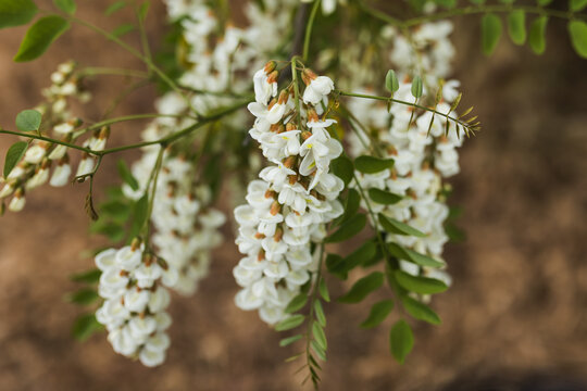 Hanging white blooming black locust acacia flowers with fresh green leaves on tree.