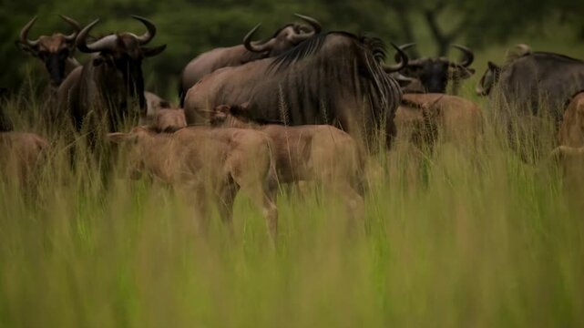 Wildebeest herd grazing in tall green grass. African blue wildebeest migration in savanna. Gnu antelopes in natural wilderness habitat.