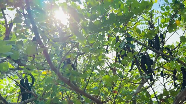 Carob Tree Pods with Sun Flare Through Leaves, Video