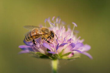 bee on a flower © Matthias