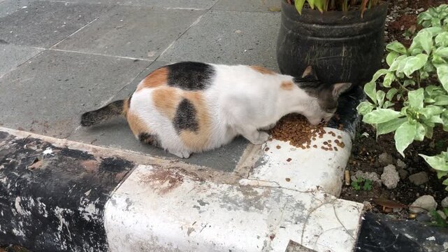 A cute calico cat eating dry food pellets outside on a stone patio.