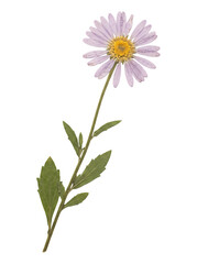 Fototapeta premium Dried pressed purple wildflower blossom with stem and leaves on white background herbarium specimen