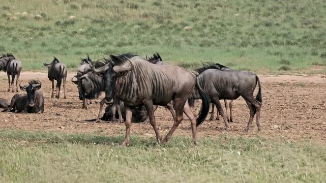 African wildebeest herd grazing in savanna, blue wildebeest walking across dry grassland, wild gnu animals in natural safari habitat