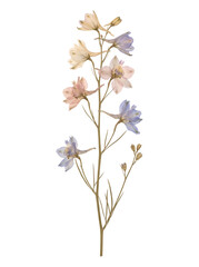 Fototapeta premium Delicate Pressed Wildflower Stem with Pastel Blue and Soft Pink Petals on a Clean White Background for Elegant Botanical Decor