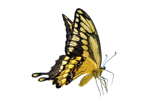 Giant Swallowtail (Papilio Rumiko), Perched Over an Isolated, Transparent, PNG Background