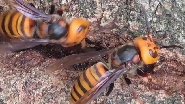 
Asian giant hornets feeding on tree sap on oak bark, 4K macro video#003


 