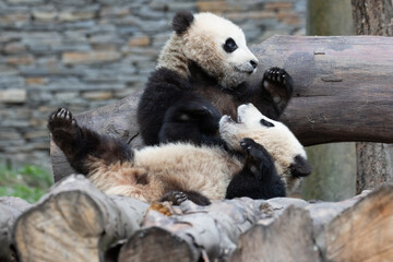 Two Playful Giant Panda Cubs Wrestling on Wooden Logs © foreverhappy