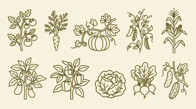 Vintage garden vegetable line icons, 10 organic farm plant illustrations, rustic botanical vector set for food packaging