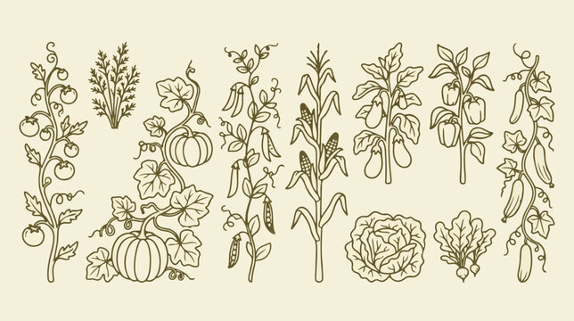 Vintage vegetable garden line art collection, hand drawn botanical plant illustrations, organic farm crop vector set for packaging