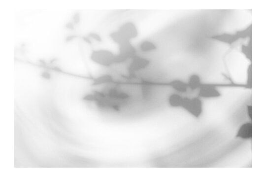 Frame with tree and leaf shadows, featuring grain and noise texture on a transparent background for your mockup