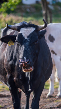 Black Bull with Ear Tag Looking at Camera on Farm