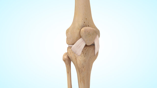 The anterior cruciate ligament of 3d illustration