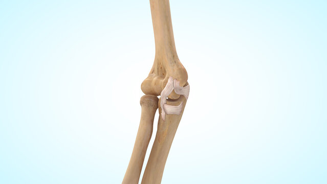 The ulnar collateral ligament (UCL) of 3d illustration
