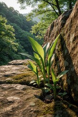 Obraz premium Green plant shoots grow from rocky ground in a sunlit forest. Young sprouts push through stone in rich woods. Life emerges, resilience shown in peaceful nature scene. New beginnings sprout.