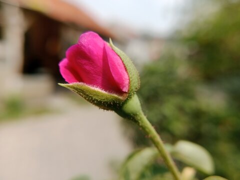 pink rose bud